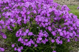 Phlox paniculata 'Opening Act Romance' 